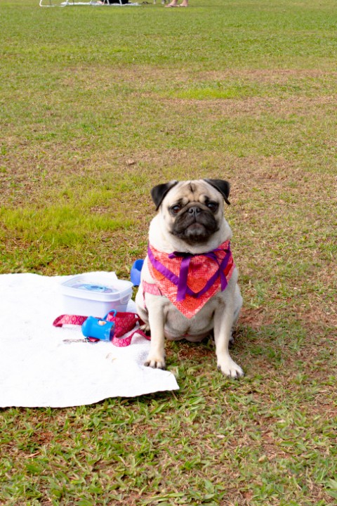 Foto do Pugnic 2026